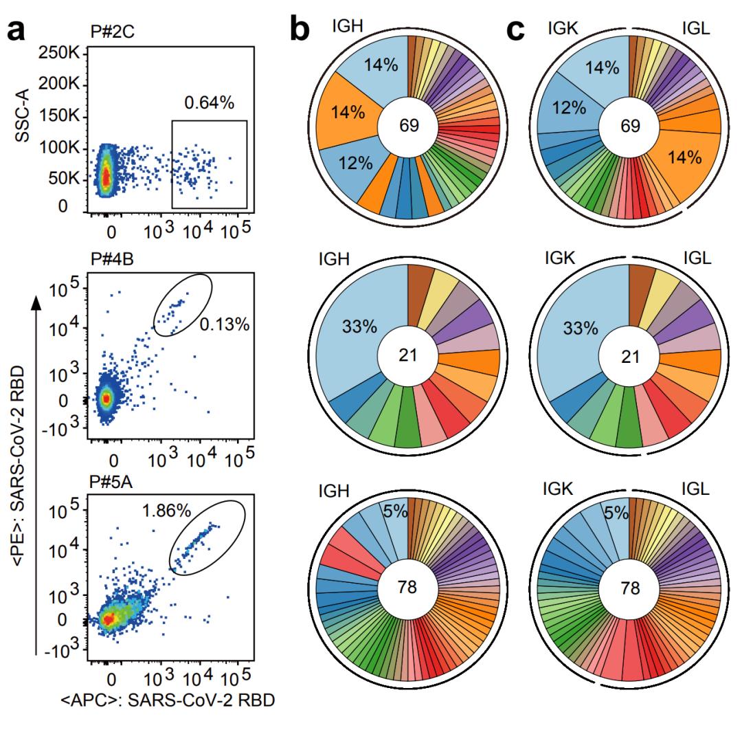新冠病毒新抗体已紧急获批,研究团队发现新冠病毒抗体