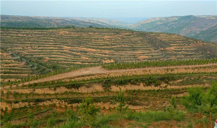 再造子午岭,再造一个子午岭有效吗