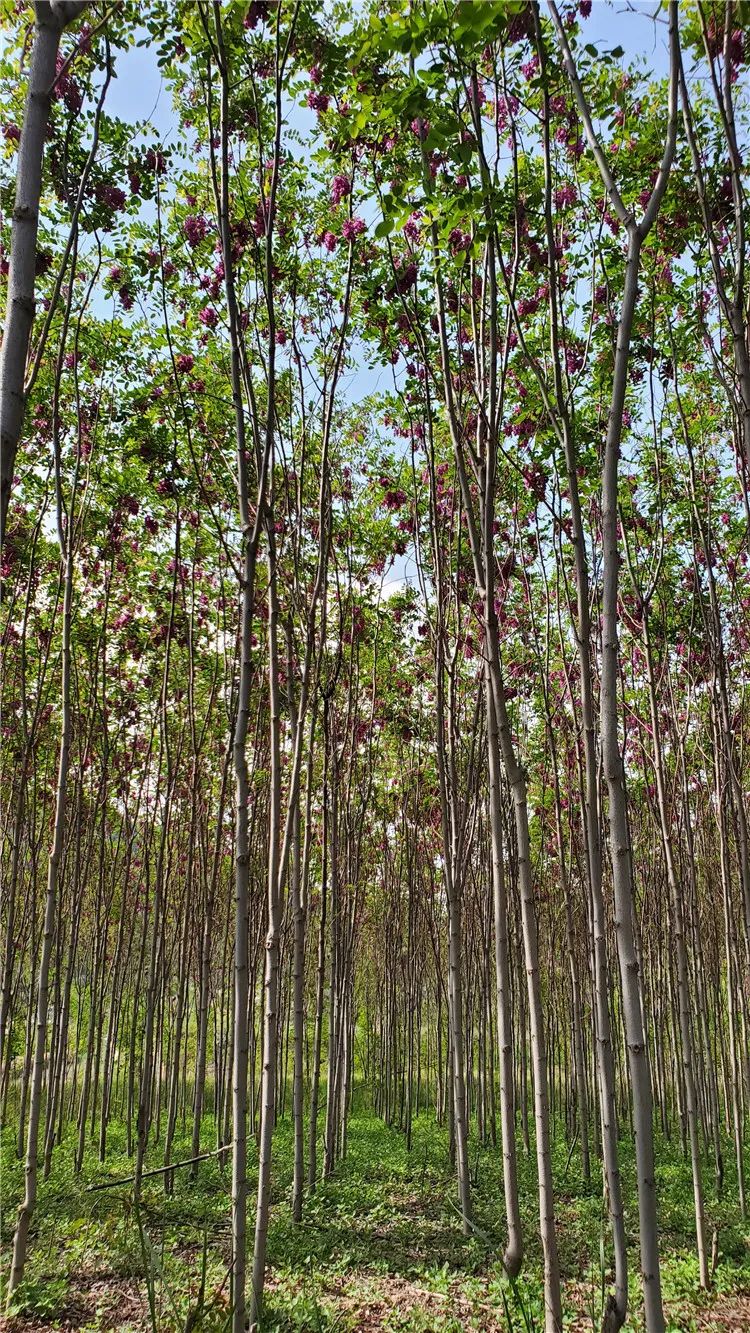 再造子午岭,再造一个子午岭有效吗
