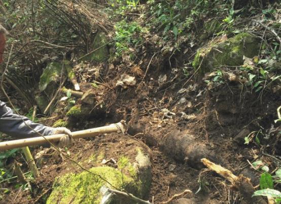 人参食疗法,药补不如食补养外不如养内