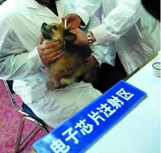 狗狗防丢身份牌扫一扫,预防丢失可以去派出所录指纹吗