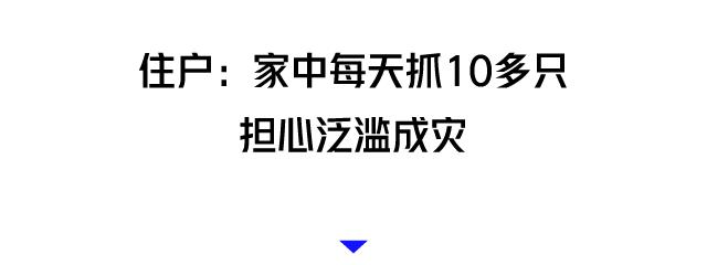 家里有很多小黑虫蠕动怎么回事,抓也抓不住的小虫子