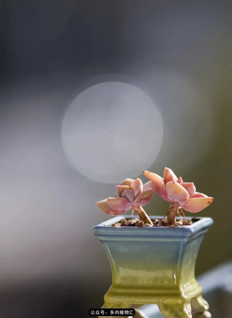 专注于自己喜欢的事情,专注于自己喜爱的事情