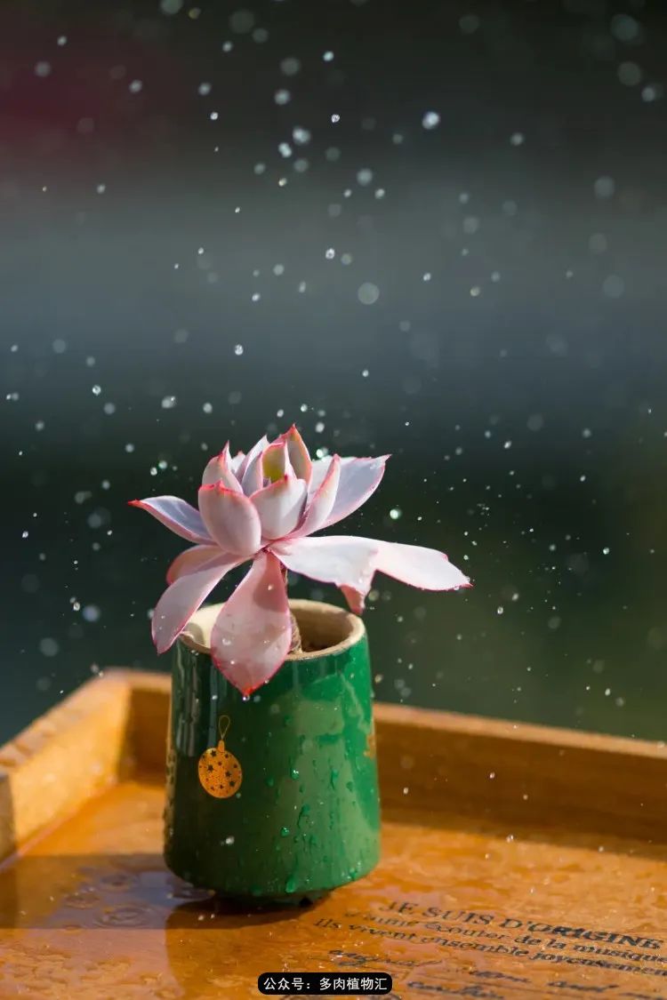 专注于自己喜欢的事情,专注于自己喜爱的事情