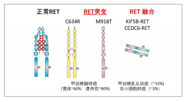 国内首款RET靶向药 (ret靶向药仿制版)