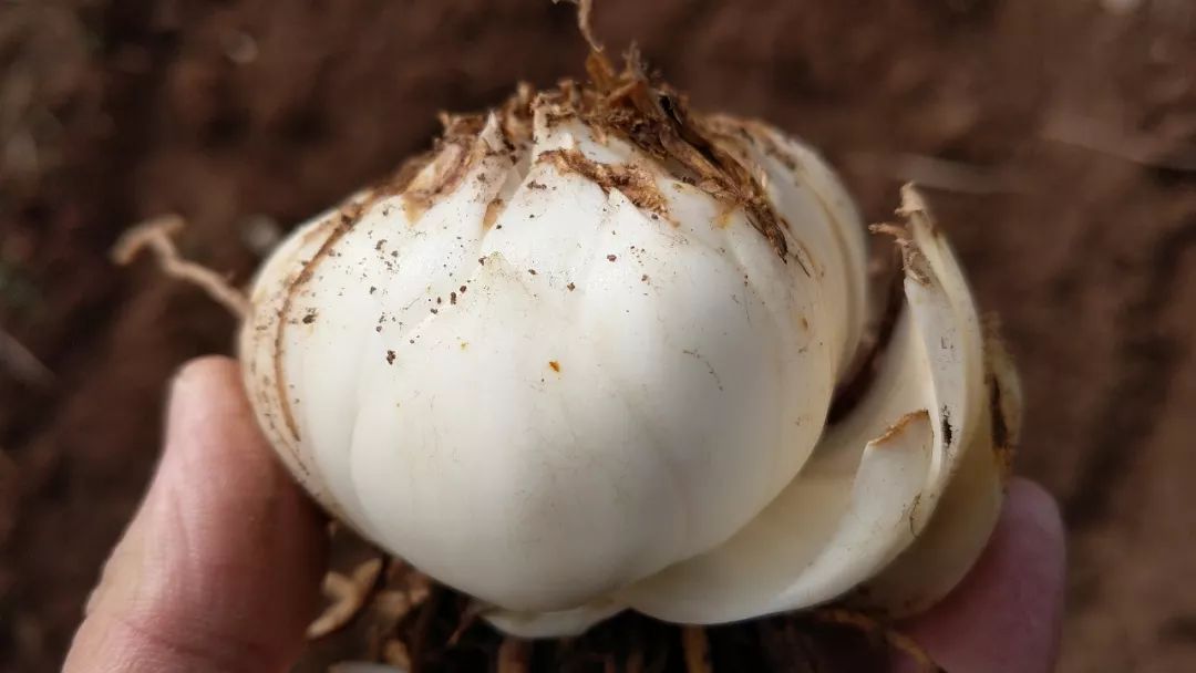 喉咙干痒咳嗽吃梨有效果吗,咳嗽有痰喉咙痒最快的方法润肺