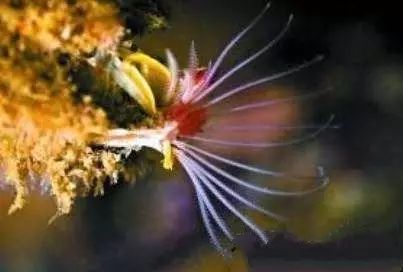 活石掉的粉末有害吗,活石里面虫子会寄生小鱼吗