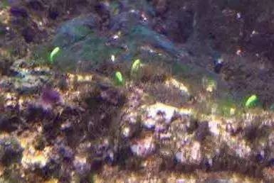 活石掉的粉末有害吗,活石里面虫子会寄生小鱼吗