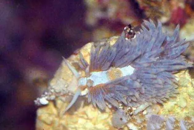 活石掉的粉末有害吗,活石里面虫子会寄生小鱼吗