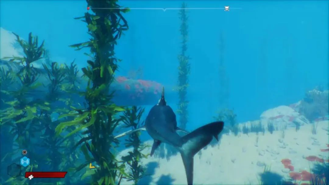 食人鲨图文评测,吃零食鲨鱼