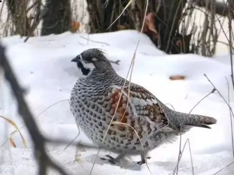 为什么飞龙不是恐龙,飞龙不是蜈蚣吗