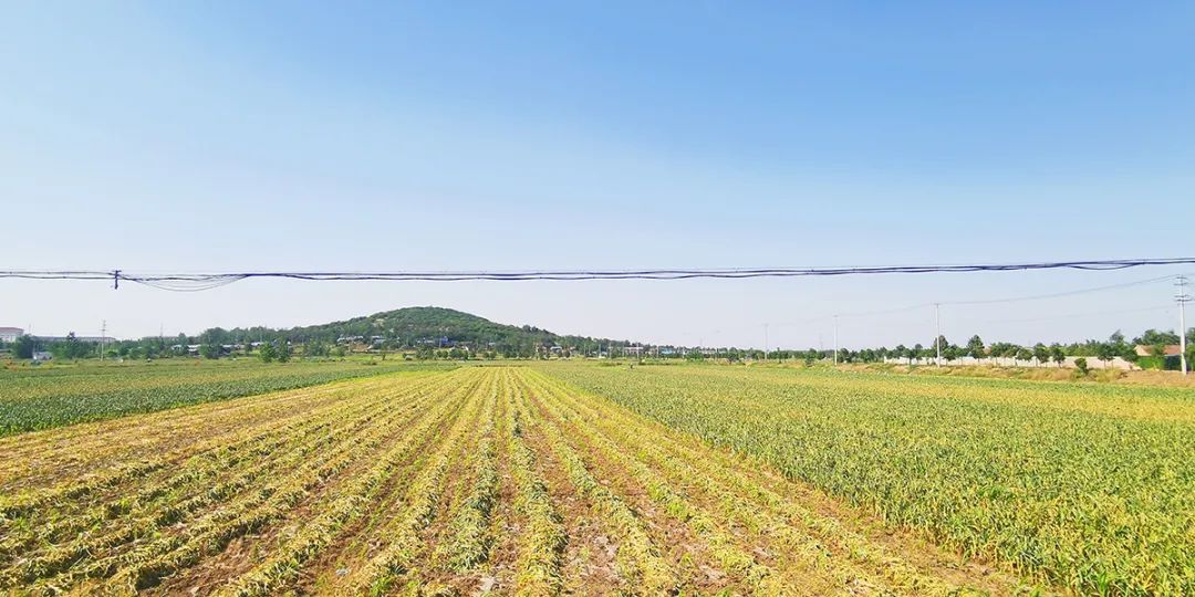邳州大蒜今天价格,邳州大蒜获得欧盟地理标志保护