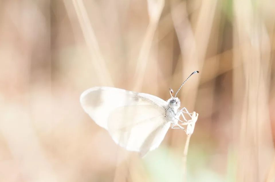 荣格追求生命的完整而非完美,荣格潜意识正在操控你的人生
