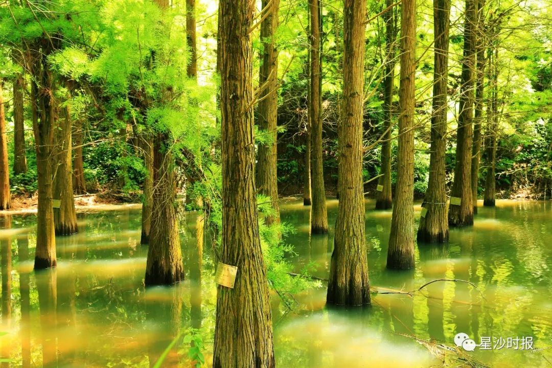 你好我叫长沙原版视频,你好我叫长沙县完整视频