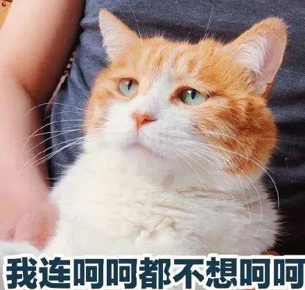 藏红花黄金花,花中黄金藏红花的秘密