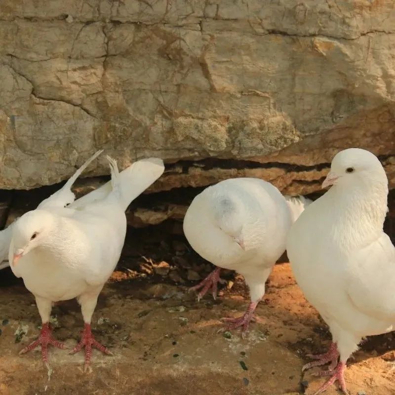 溶洞、观鸟、湿地雨林、网红吊桥、瀑布...只要99元小鲁哥带你清凉一夏