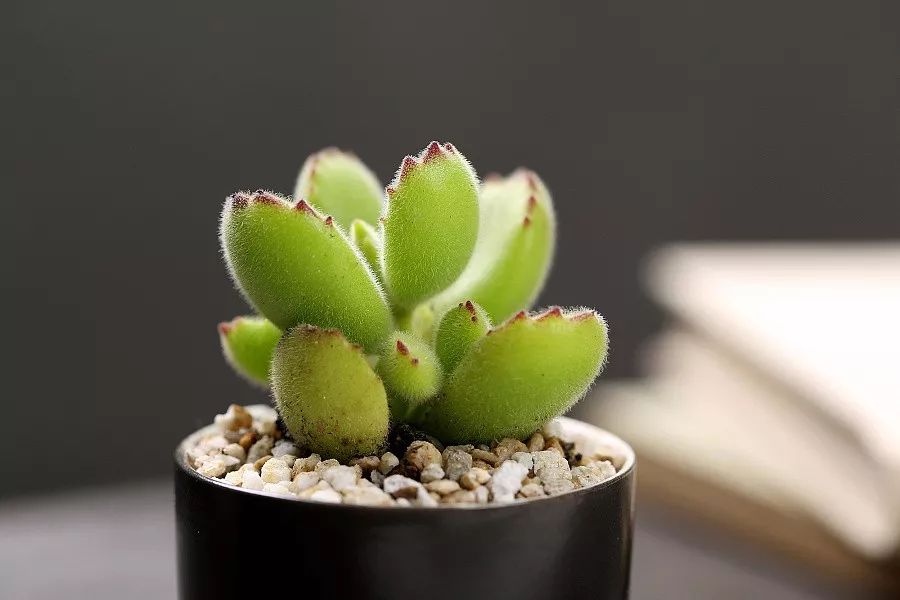 熊童子老桩秃了,熊童子秃了