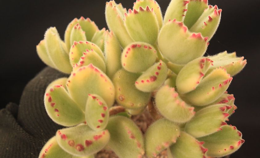 熊童子老桩秃了,熊童子秃了