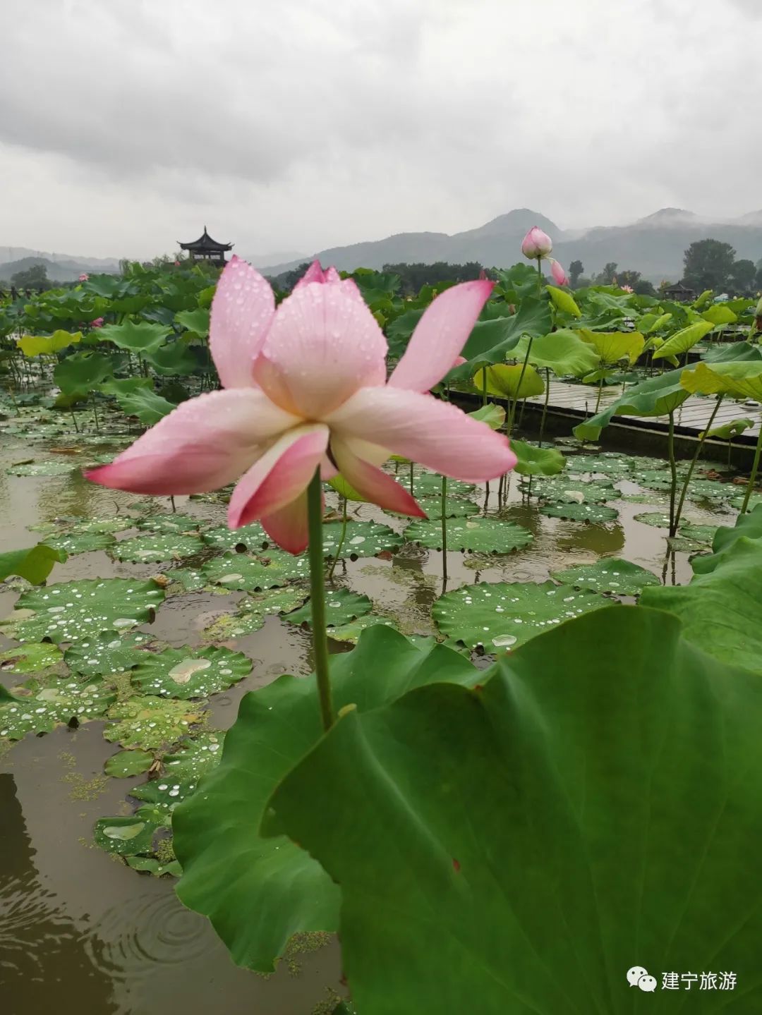 在三明夏天去哪玩,三明荷花最佳观赏地