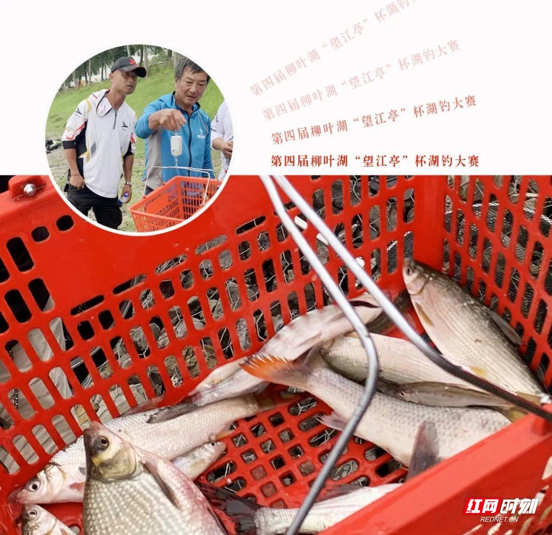 望江钓鱼比赛,望江亭钓鱼大赛