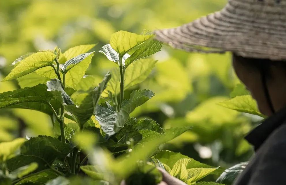 夏季最凉快桑蚕丝,桑蚕丝适合夏季