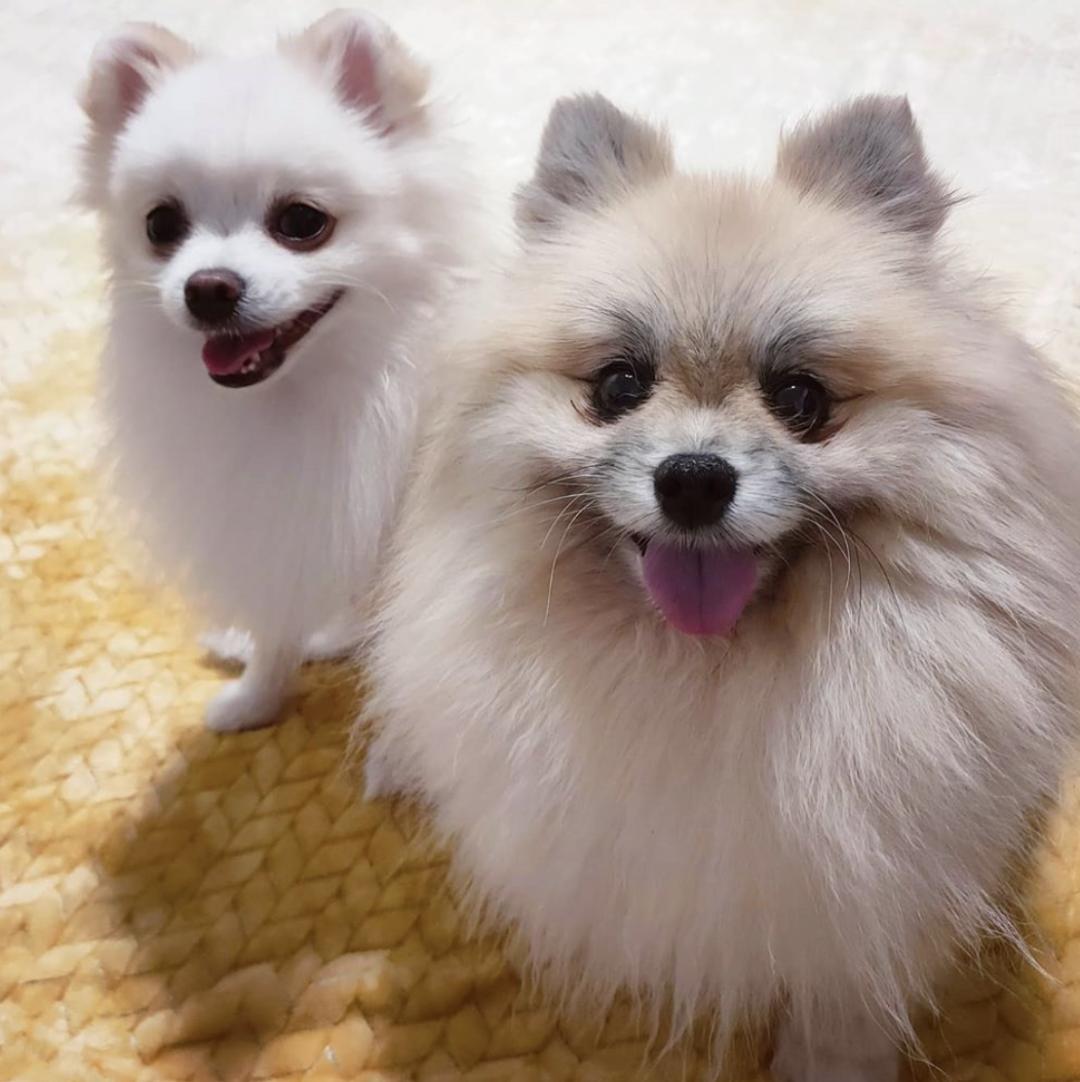 萌犬百科全集,盘点二十种忠爱满世界的萌犬