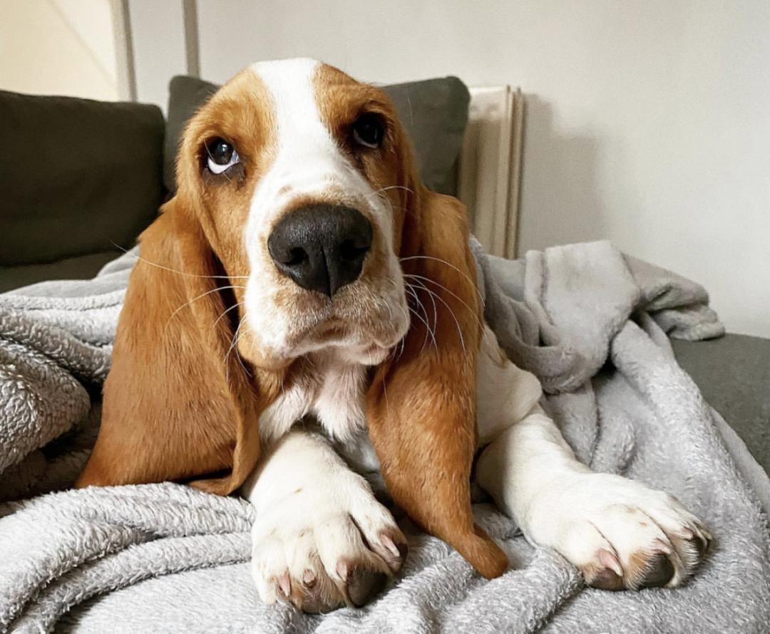 萌犬百科全集,盘点二十种忠爱满世界的萌犬