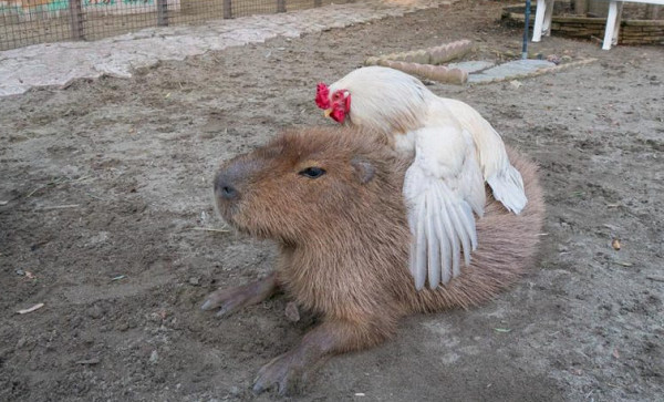 公鸡点穴的视频,公鸡点穴