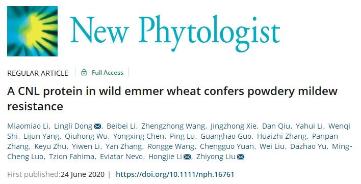 重磅袭来|刘志勇团队与李洪杰团队合作连续克隆两个小麦抗*粉白**病基因