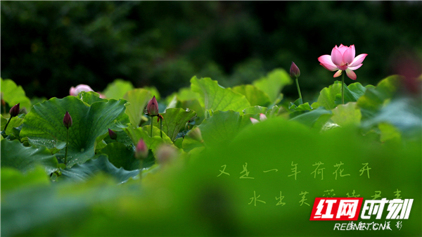 视频｜湖南娄底：出水芙蓉待君来