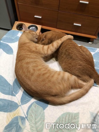 袋鼠被猫咪打了原因竟然这么简单,被猫抓了打疫苗痛苦场面