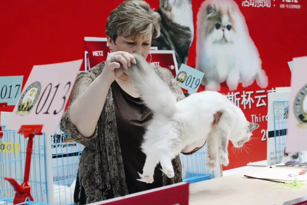 「丽江宠圈」身价4万！曾获各种大奖，丽江这些猫咪不简单