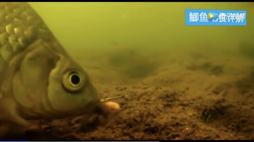 野钓钓鲫鱼技巧及方法,野钓鲫鱼钓技钓法分享