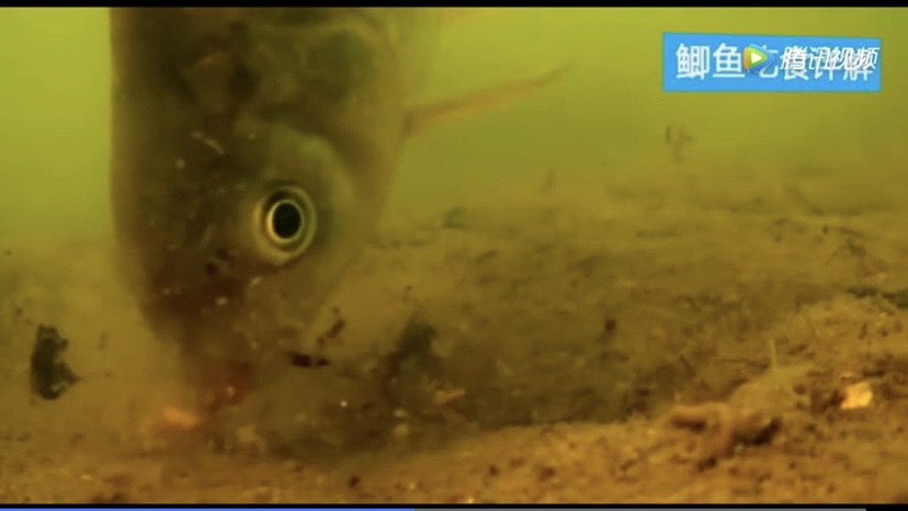 野钓钓鲫鱼技巧及方法,野钓鲫鱼钓技钓法分享