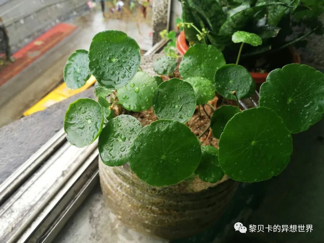 贝壳鞋搭配女生夏天裙子,贝壳分享好物