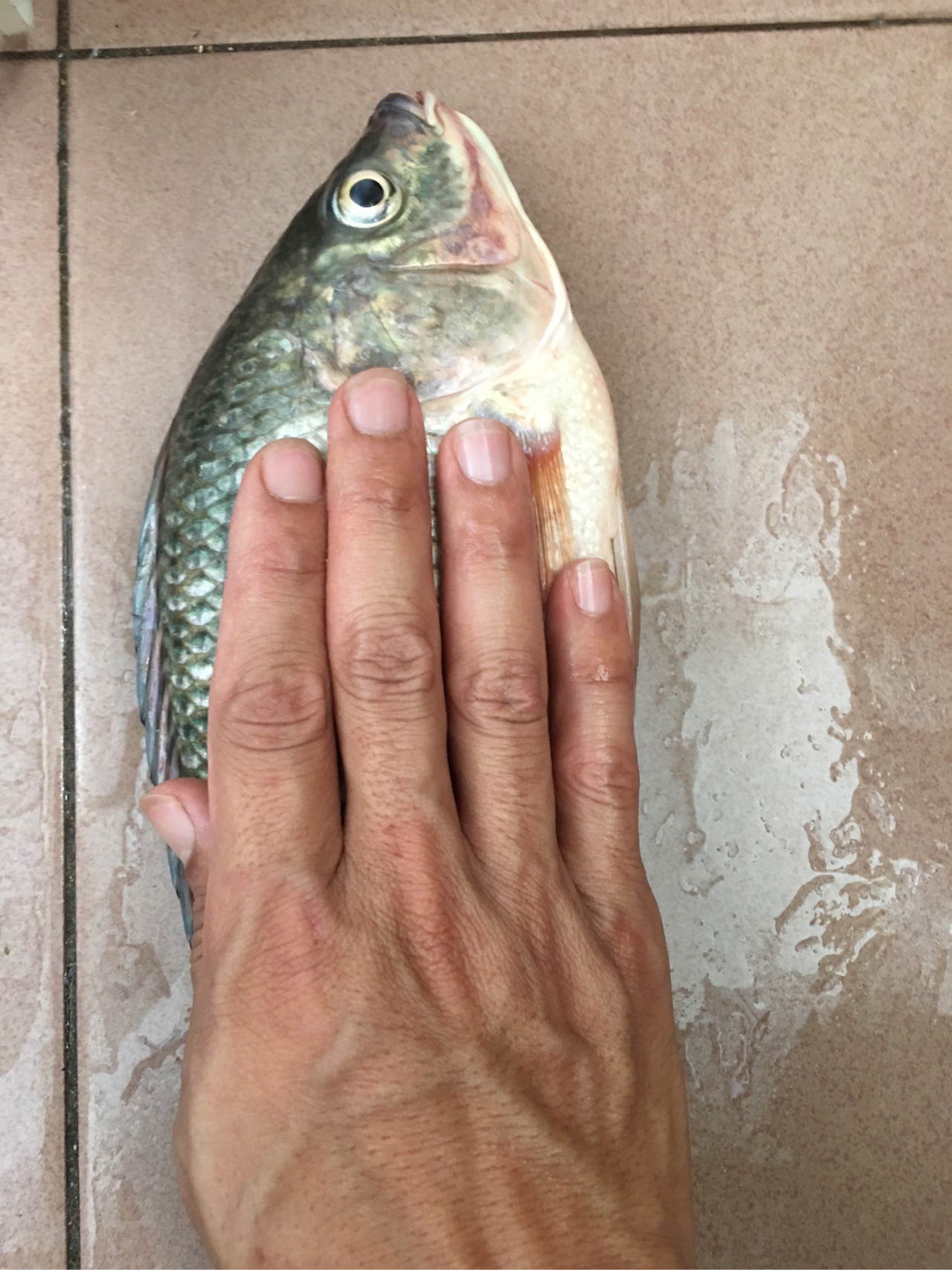 水迳水库孤独的守夜人，一非一草终还梦