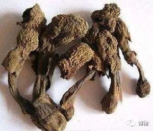 蛇菰能吃吗,蛇菰能不能吃