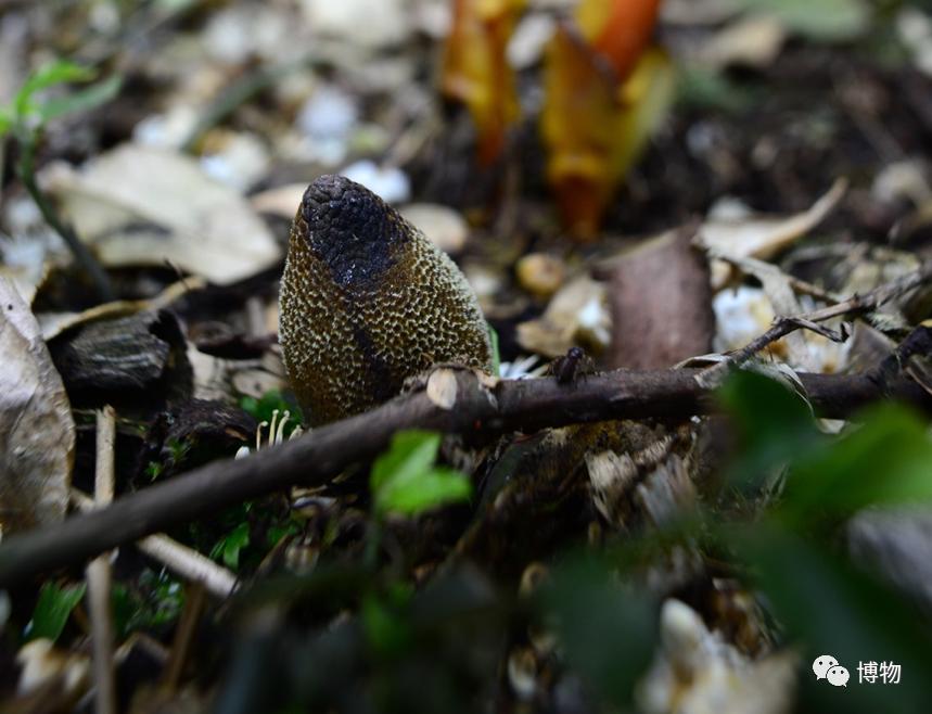 蛇菰能吃吗,蛇菰能不能吃