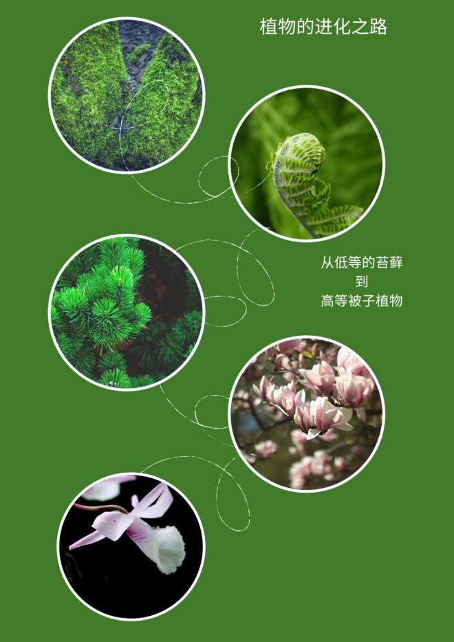 森林探险之旅的目的,神秘的雨林探险之旅