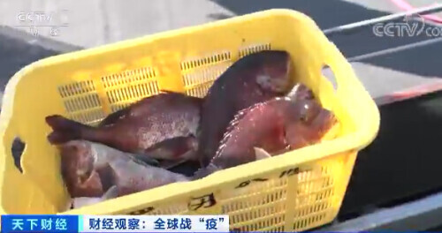 每公斤0.65元！这种日料店常见的鱼价格暴跌！吃货们急了