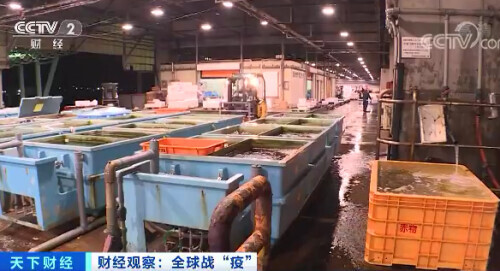 每公斤0.65元！这种日料店常见的鱼价格暴跌！吃货们急了