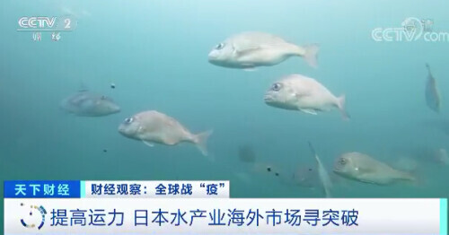 每公斤0.65元！这种日料店常见的鱼价格暴跌！吃货们急了