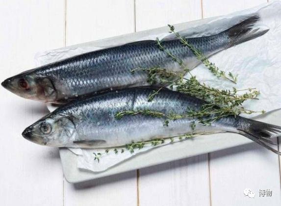 虎鲸炫耀食物,虎鲸饿到亲戚都吃什么