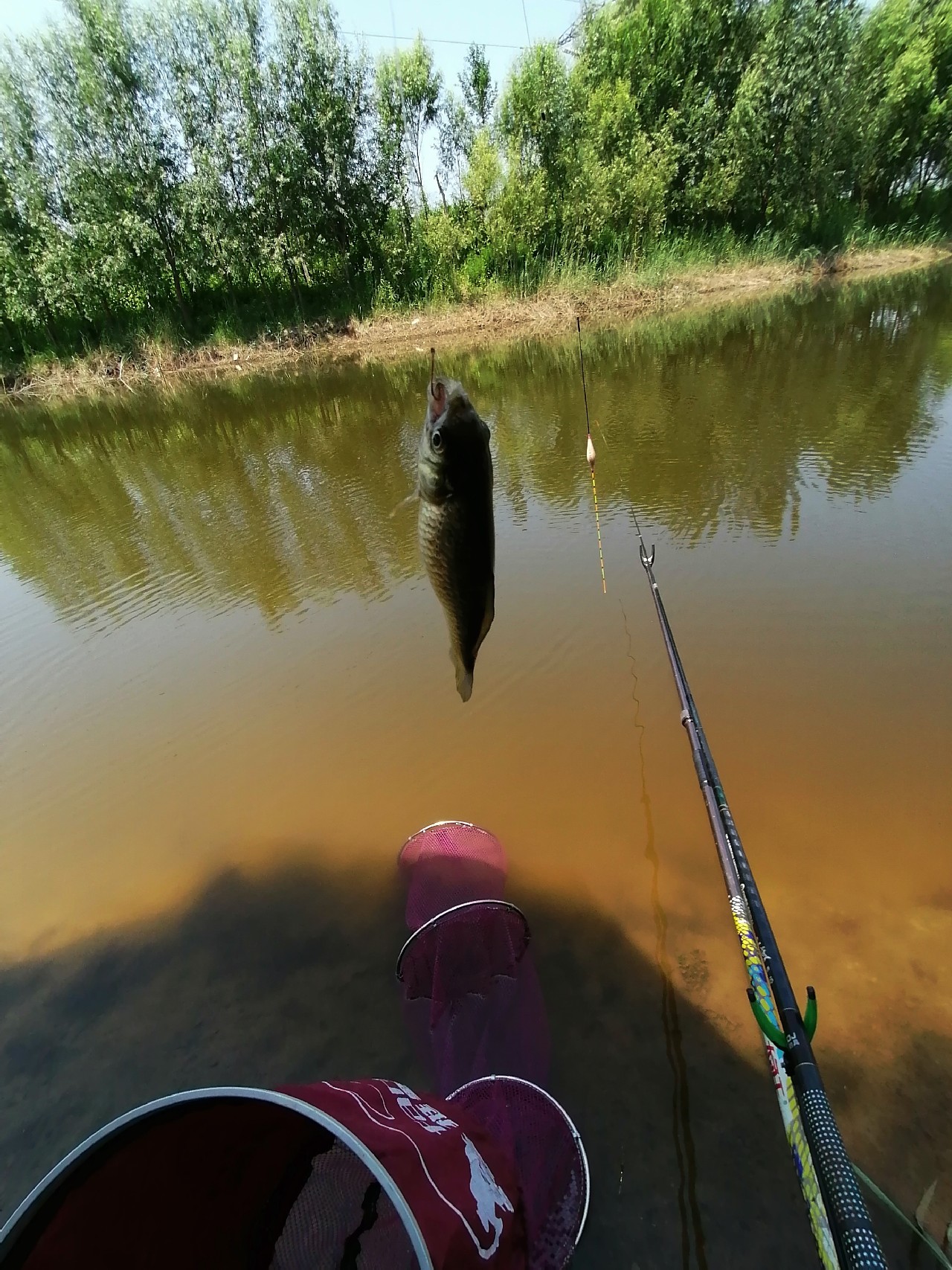 河边野钓小鲫鱼,野钓小河沟钓鲫鱼突然停口