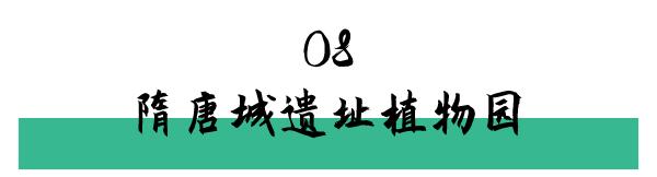 洛阳打卡攻略,洛阳打卡必去的十大景点