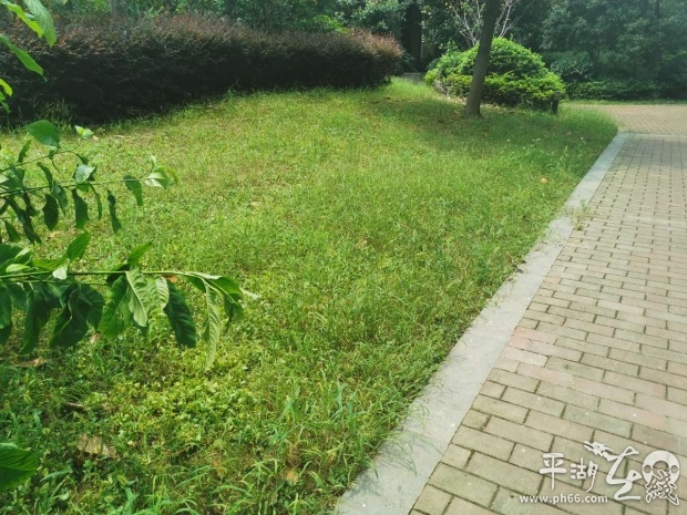 杂草丛生物业清理,小区杂草丛生物业不管怎么办