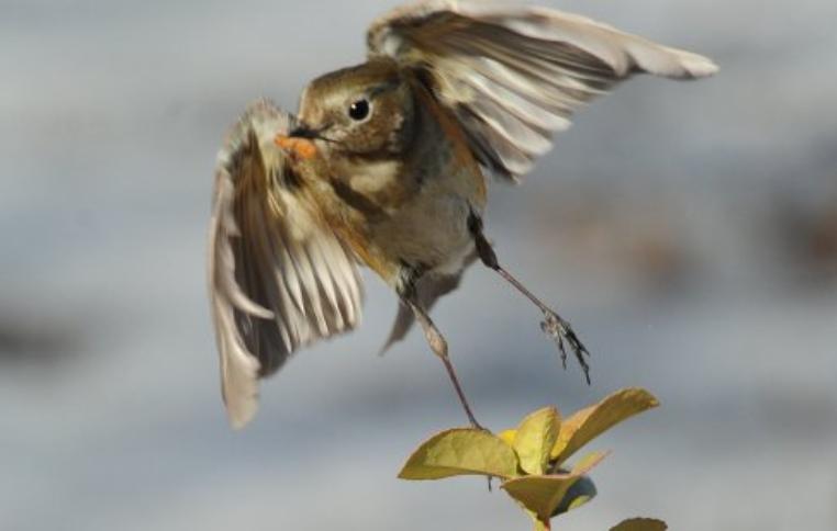 为了阻止一些中国大爷拍鸟，我们要给他们安利这个