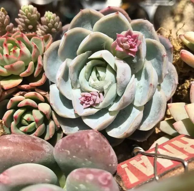 据说最为齐全的30种多肉常用土壤的资料及20种配土方案,不会配土的可以做个参考