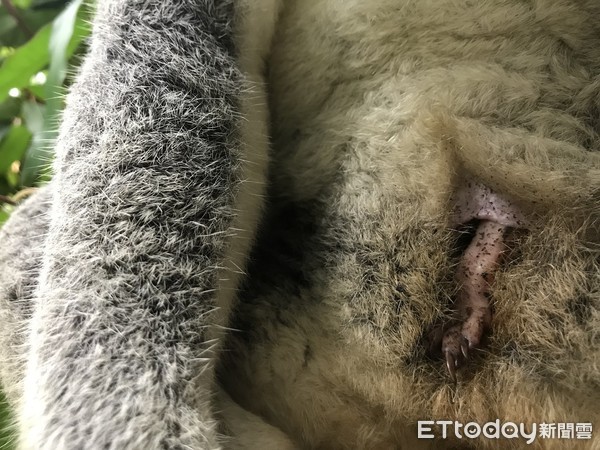 圆仔妹「闭眼」都能找到乳头！　喝奶露幸福萌样保育员好欣慰