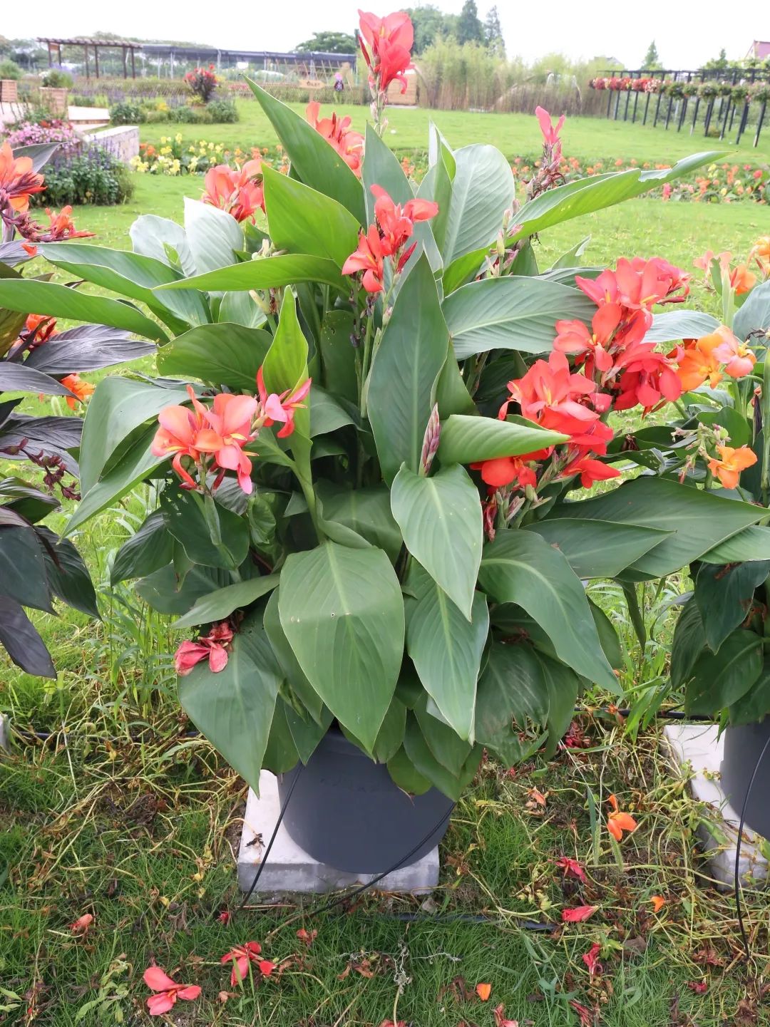 崇明岛比赛直播,上海崇明赛事视频